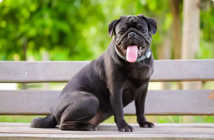 Are Black Pugs Hypoallergenic?