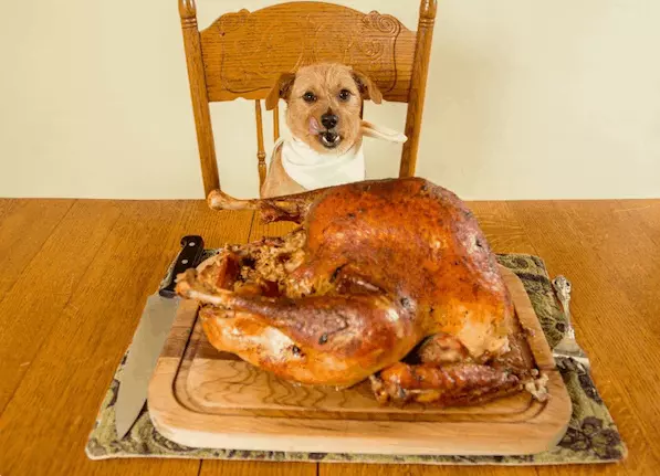 is turkey good for dogs with allergies