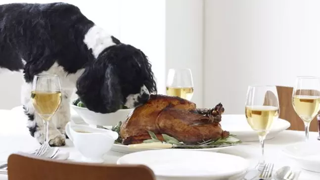 Is Turkey Good For Dogs With Allergies?