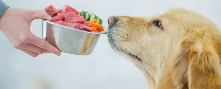 Is Lamb Good For Dogs With Allergies?