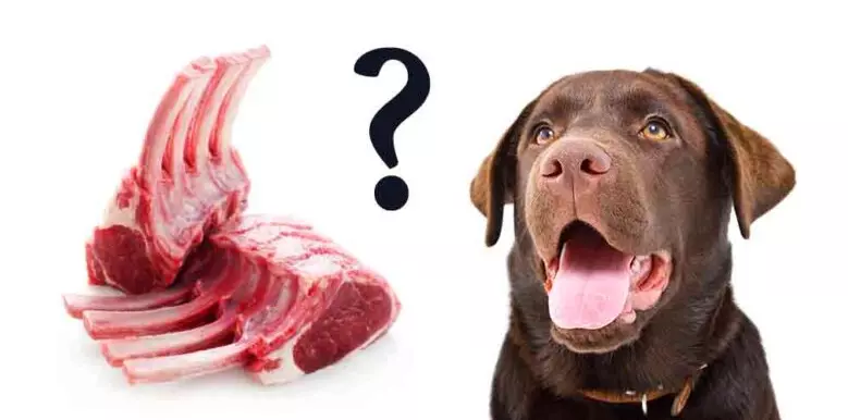 Is lamb good for dogs with allergies