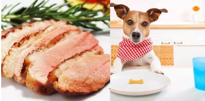 is duck good for dogs with allergies