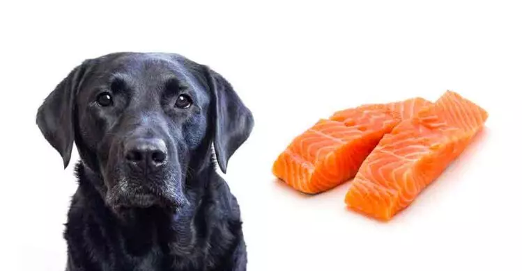 Is salmon good for dogs with allergies?